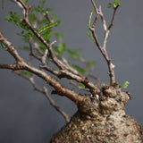【Plants Greed】O.パキプス 28