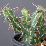 E.アクチノクラダ 5