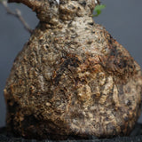 【Plants Greed】O.パキプス 28
