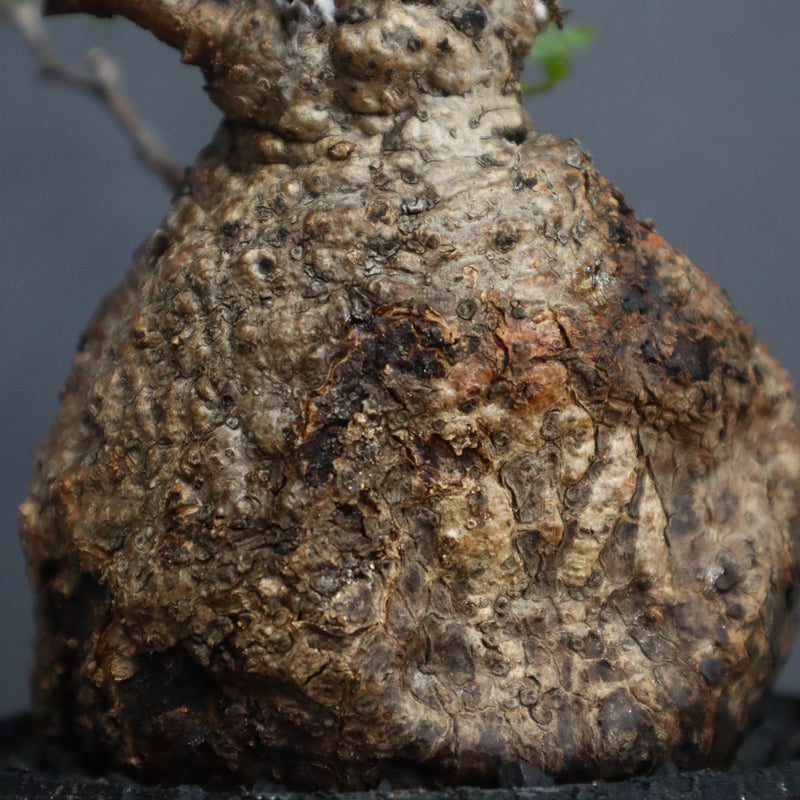 【Plants Greed】O.パキプス 28