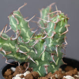 E.アクチノクラダ 5