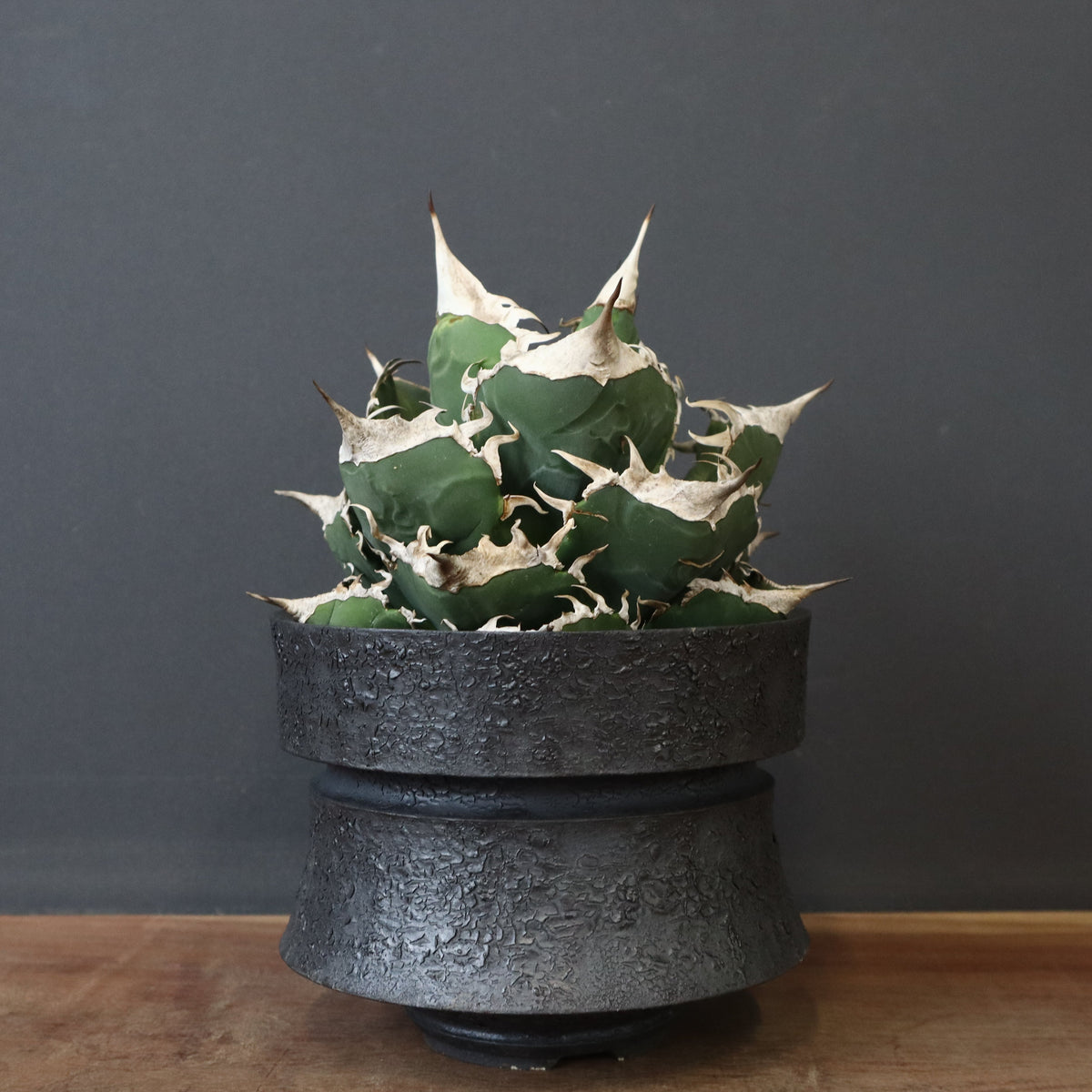 IMG_1062_47a033cc-9620-491e-