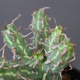 E.アクチノクラダ 5