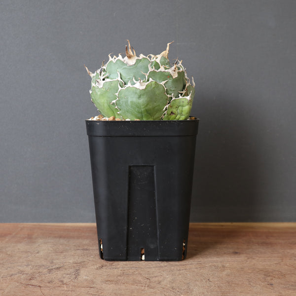 アガベ 白鯨 EC1381 – TaiShoDo ONLINE SHOP