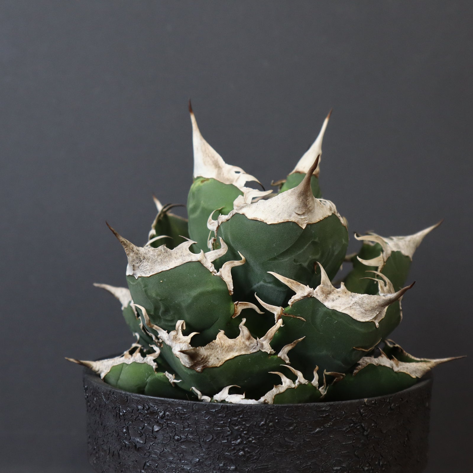 アガベ　SAD 双頭　 陶器鉢付き IMG_1063_8922ba7c-80f6-4fe2-