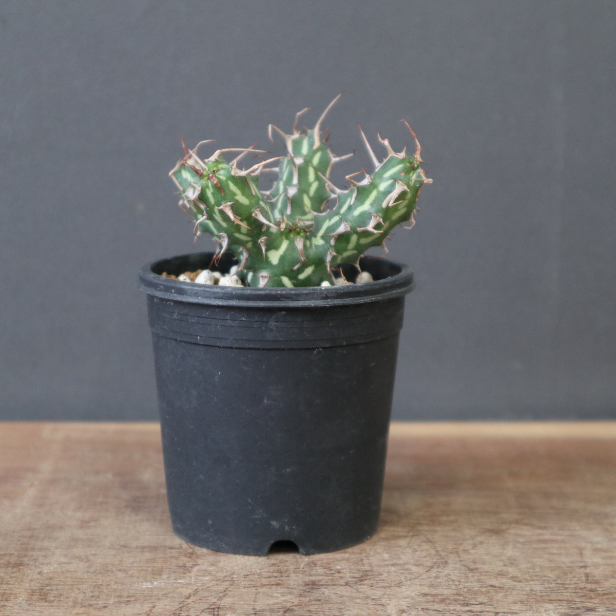 Zooo Plants 塊根まん3点セット Amazon.com: CUBIMANA 12 Pack Flowers Succulents Mini Building Set