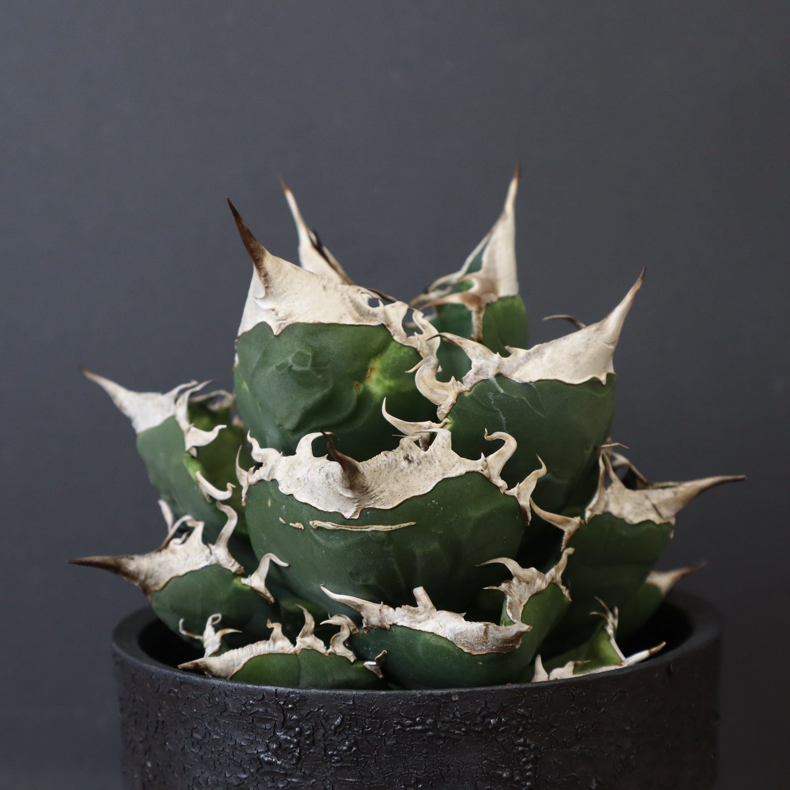 アガベ　南アフリカダイヤモンド　SAD（鉢、土そのまま発送予定） アガベ 南アフリカダイヤモンド SAD（鉢、土そのまま発送予定）