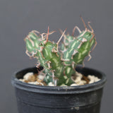 E.アクチノクラダ 10