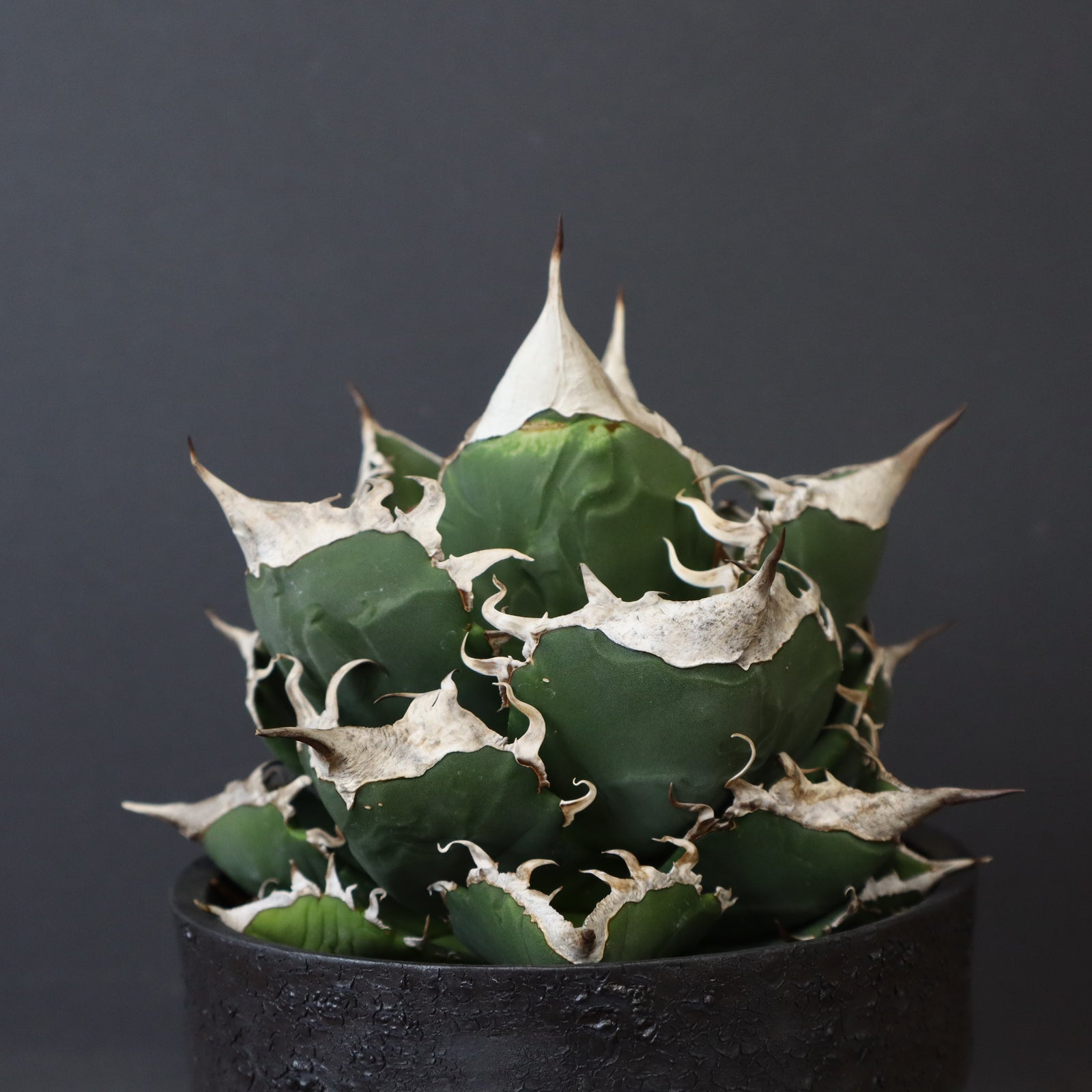 【アガベ】SAD 発根 活着済み アガベ SAD（南アフリカダイヤモンド） | STELLA.PLANTS