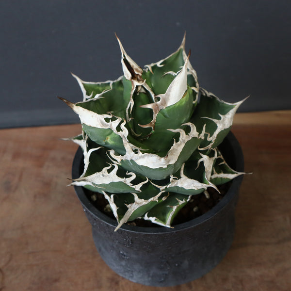 Dragon Agave – 2ページ目 – TaiShoDo ONLINE SHOP