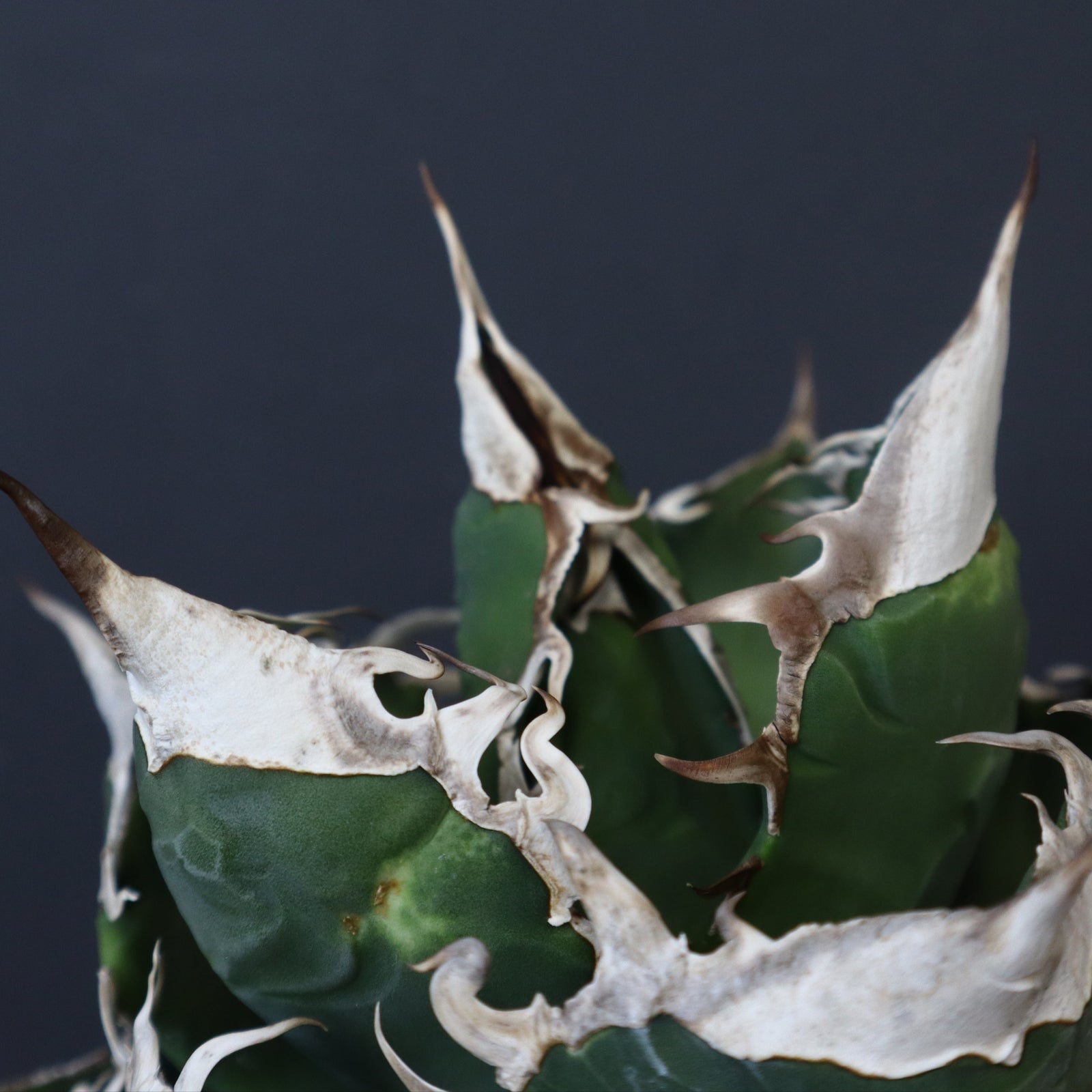 雷土陶器鉢】アガベSAD (南アフリカダイヤモンド) EC428