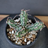 E.アクチノクラダ 10