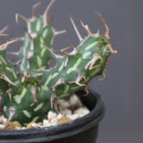 E.アクチノクラダ 10