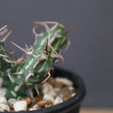 E.アクチノクラダ 10