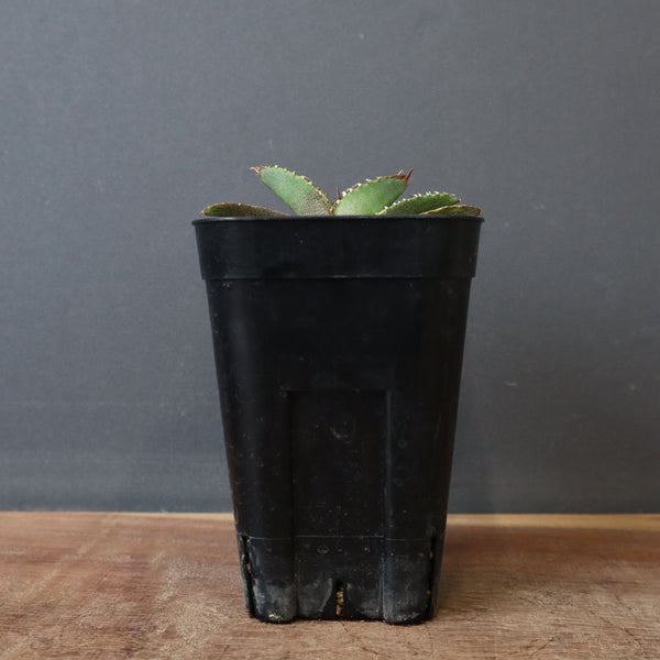 アガベ 鰐亀 EC417 – TaiShoDo ONLINE SHOP