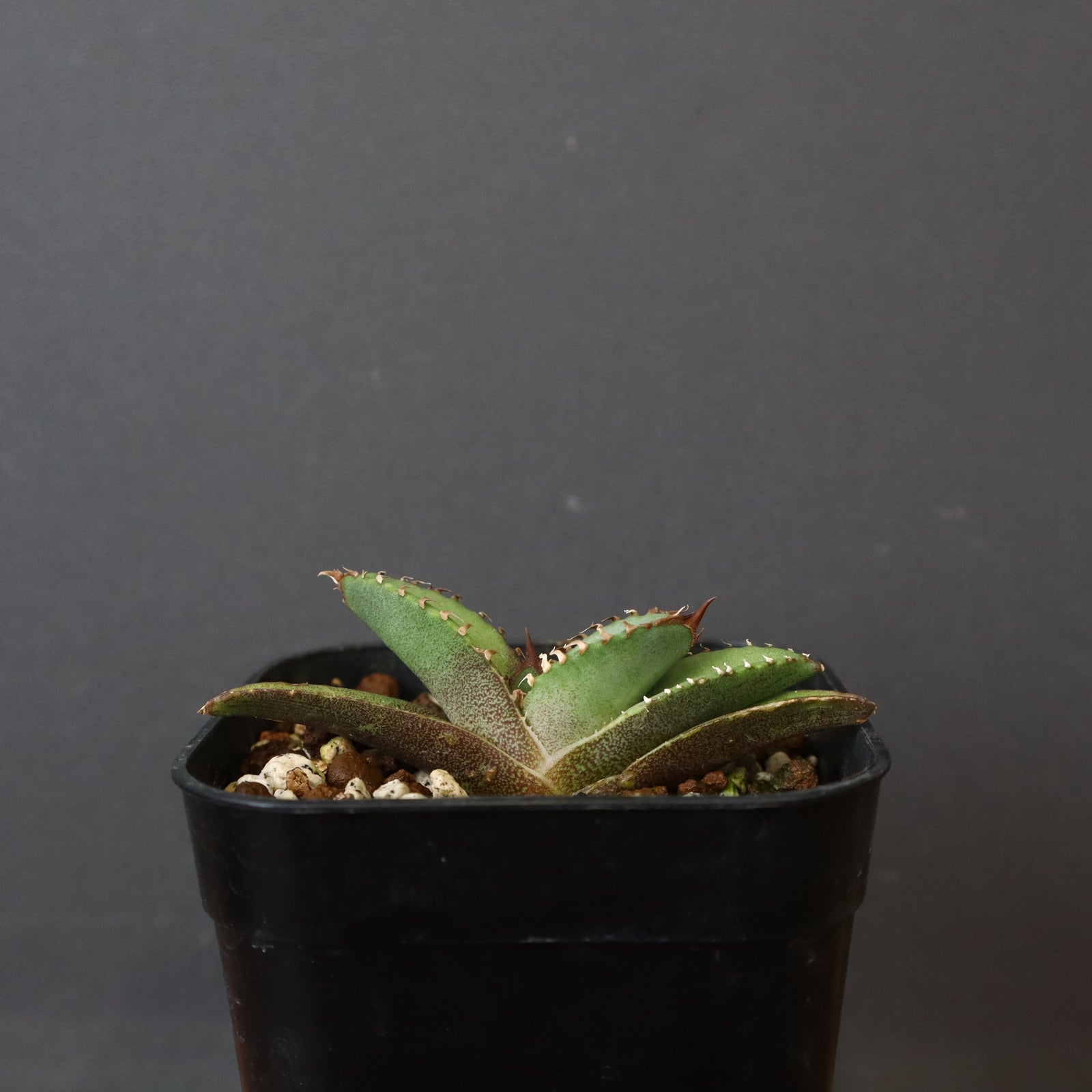 アガベ 鰐亀 アガベ 鰐亀 裏表ブツブツ 裏棘 子株 | アガベ専門店 Heart plants.