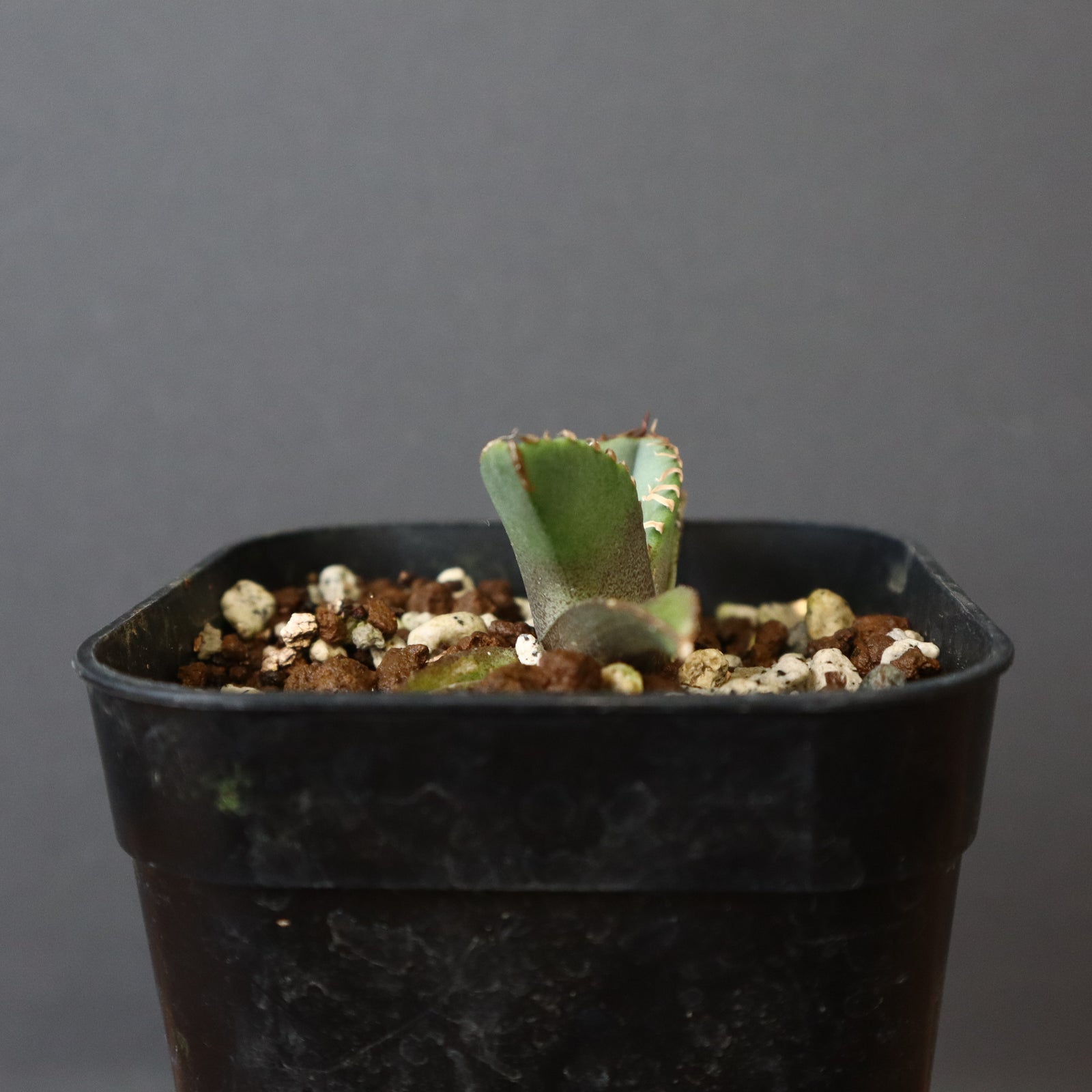 アガベ 鰐亀 EC417 – TaiShoDo ONLINE SHOP