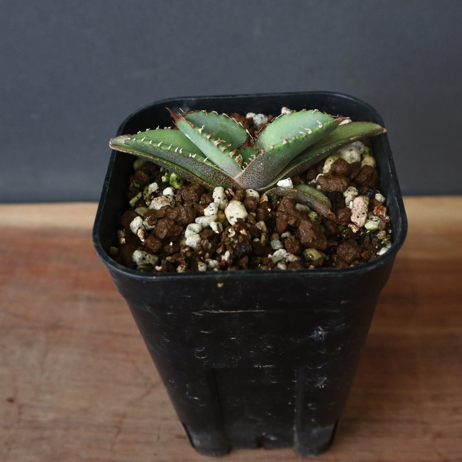 アガベ 鰐亀 EC417 – TaiShoDo ONLINE SHOP