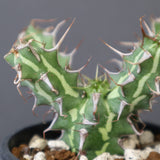 E.アクチノクラダ 6