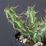 E.アクチノクラダ 6