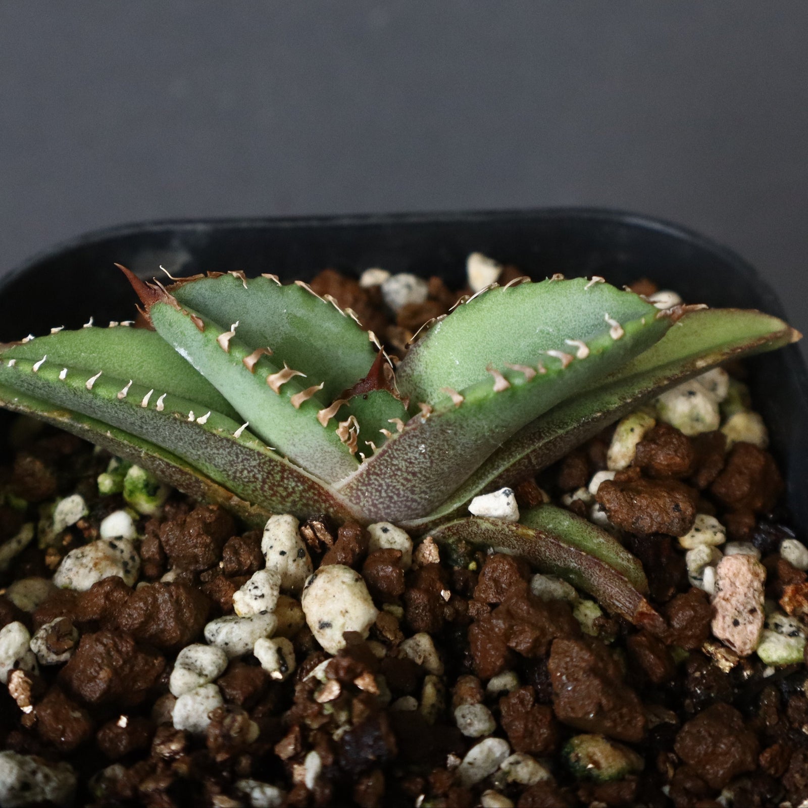 アガベ 鰐亀 EC417 – TaiShoDo ONLINE SHOP