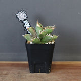 【DRAGON AGAVE】アガベ 皇冠  EC26