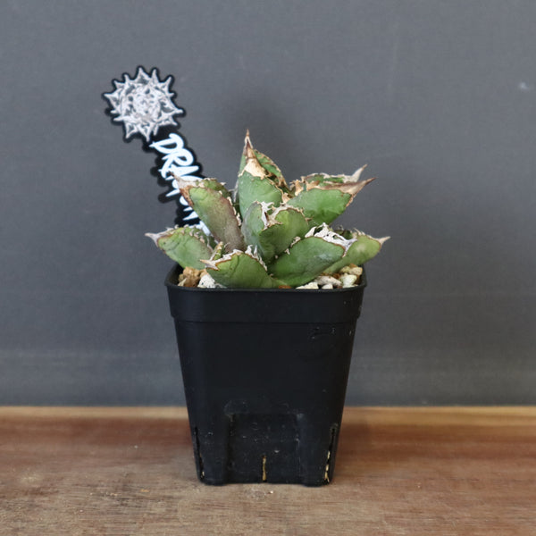 【DRAGON AGAVE】アガベ 皇冠  EC26
