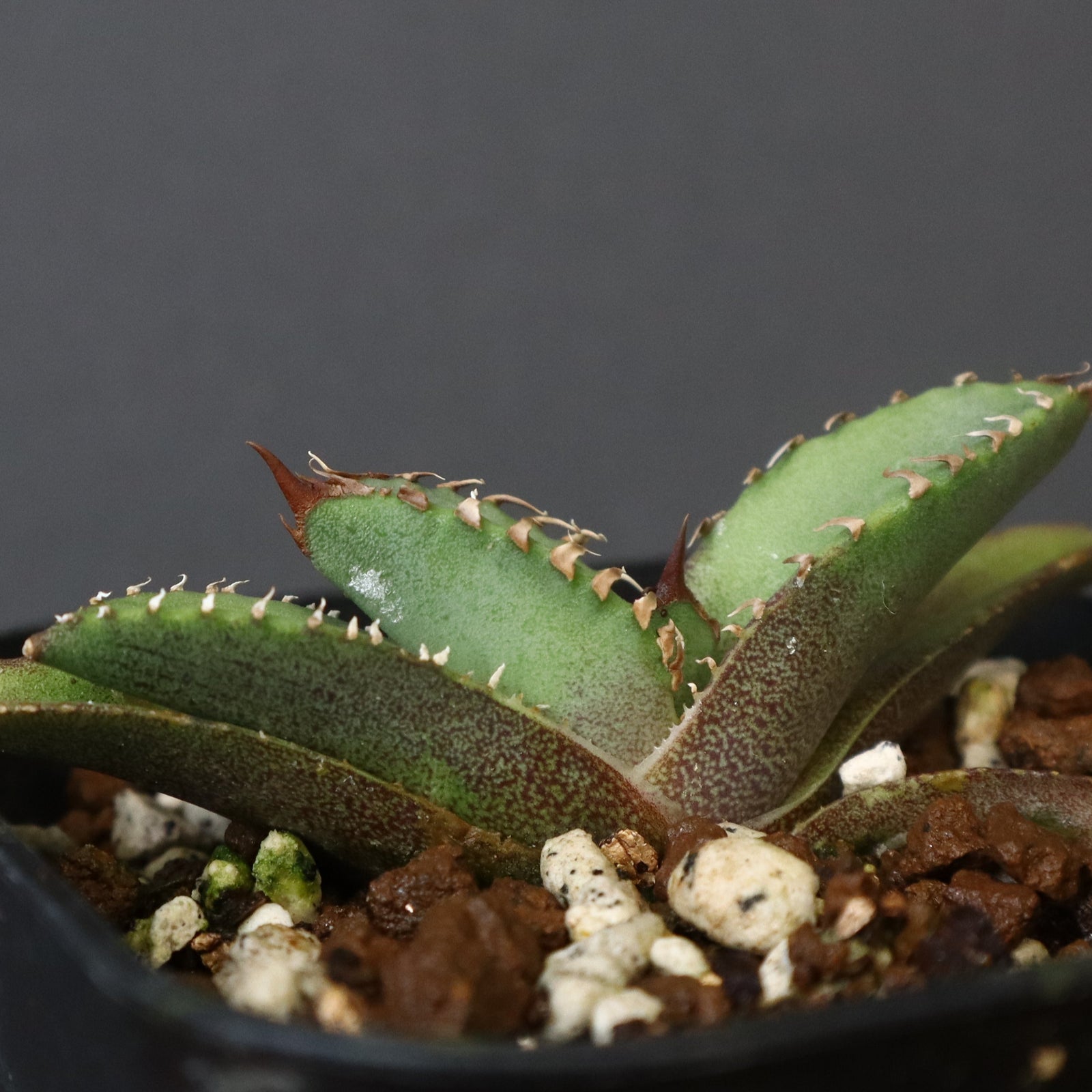 アガベ 鰐亀 EC417 – TaiShoDo ONLINE SHOP