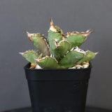 【DRAGON AGAVE】アガベ 皇冠  EC26