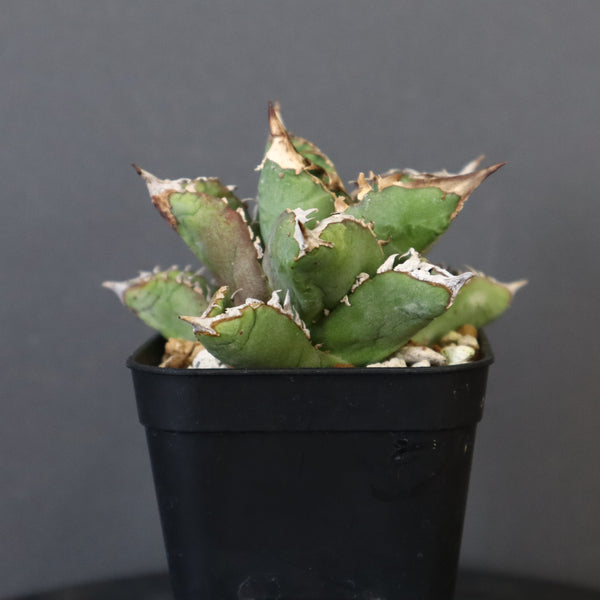 【DRAGON AGAVE】アガベ 皇冠  EC26