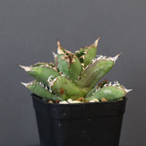 【DRAGON AGAVE】アガベ 皇冠  EC26