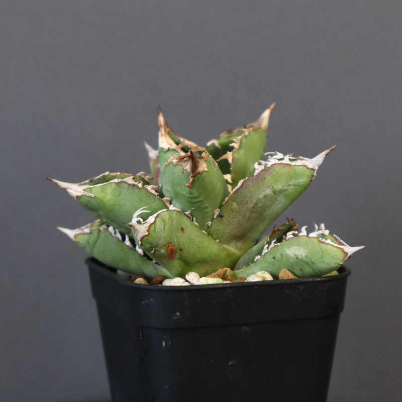 【DRAGON AGAVE】アガベ 皇冠  EC26