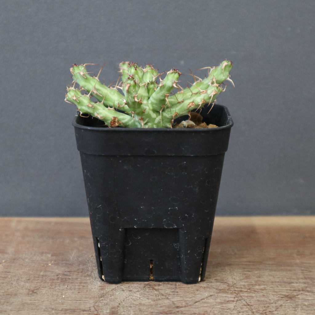 E.アクチノクラダ 1 – TaiShoDo ONLINE SHOP