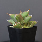 【DRAGON AGAVE】アガベ 皇冠  EC26
