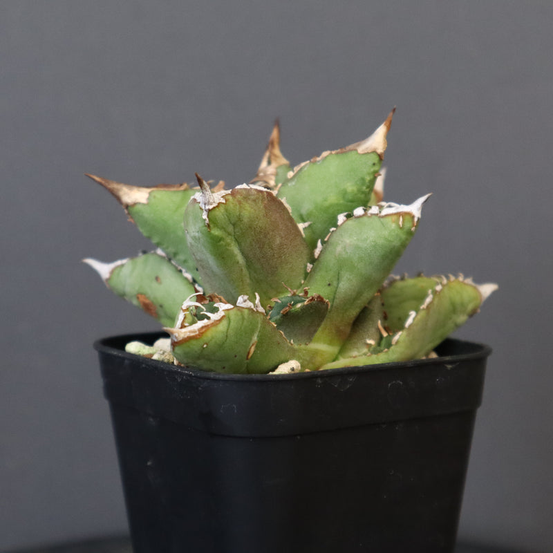 【DRAGON AGAVE】アガベ 皇冠  EC26