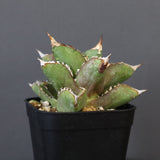 【DRAGON AGAVE】アガベ 皇冠  EC26