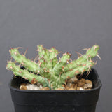 E.アクチノクラダ 1