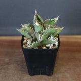 【DRAGON AGAVE】アガベ 皇冠  EC26