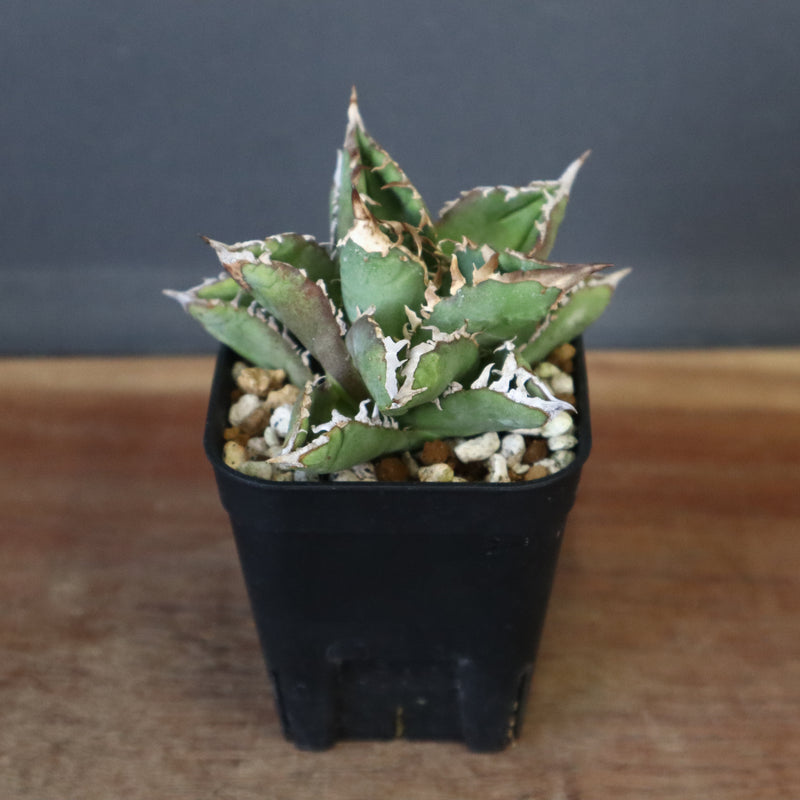 【DRAGON AGAVE】アガベ 皇冠  EC26