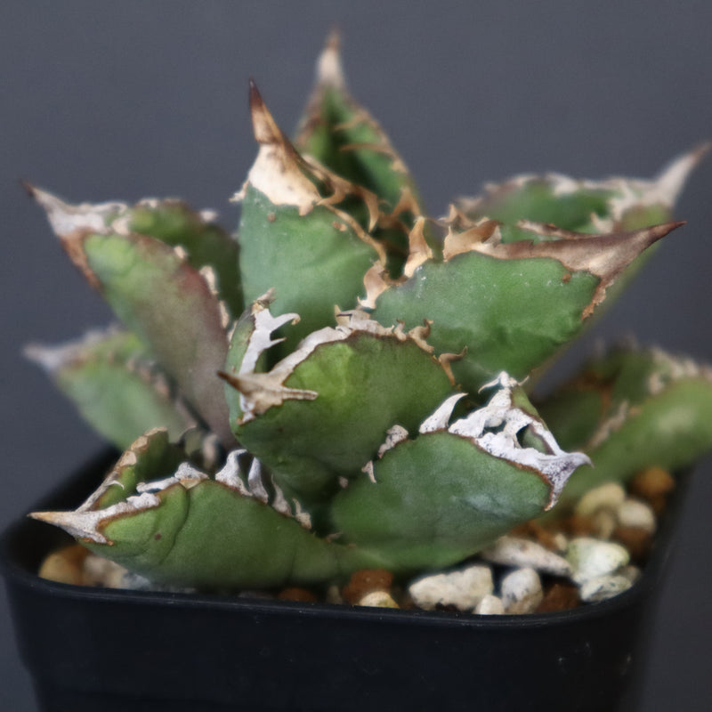 【DRAGON AGAVE】アガベ 皇冠  EC26