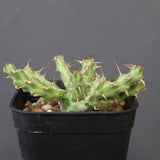E.アクチノクラダ 1