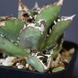 【DRAGON AGAVE】アガベ 皇冠  EC26