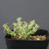 E.アクチノクラダ 1