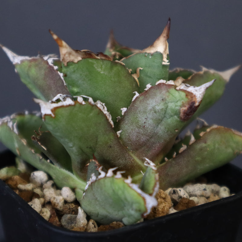 【DRAGON AGAVE】アガベ 皇冠  EC26