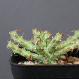 E.アクチノクラダ 1