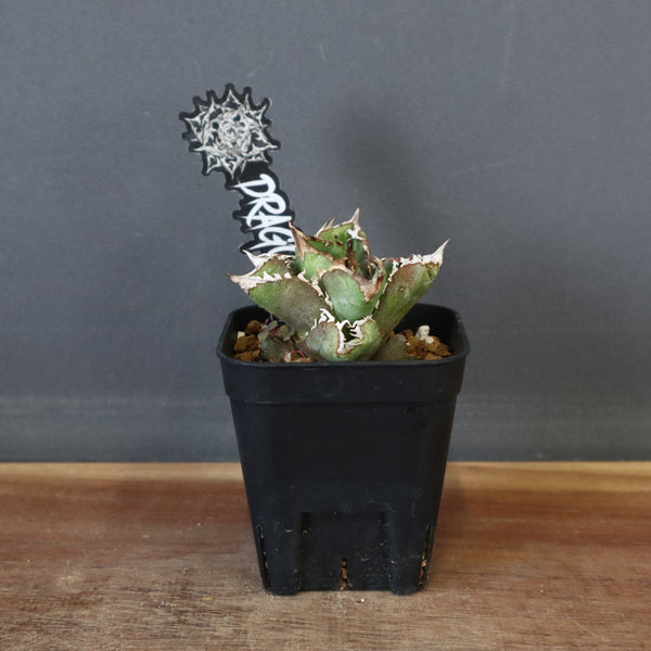【DRAGON AGAVE】アガベ 皇冠  EC28
