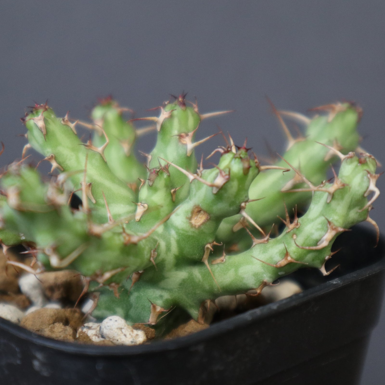 E.アクチノクラダ 1 – TaiShoDo ONLINE SHOP
