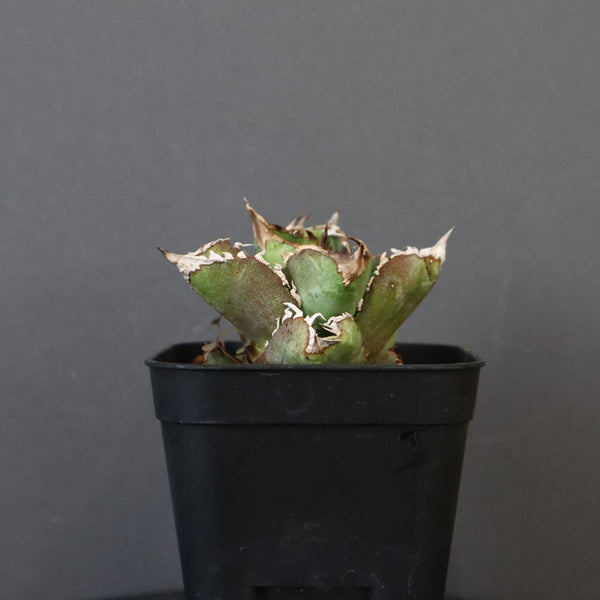 【DRAGON AGAVE】アガベ 皇冠  EC28