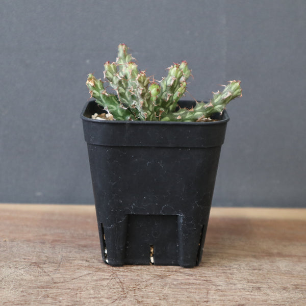 TaiShoDo ONLINE SHOP 塊根植物 多肉植物通販
