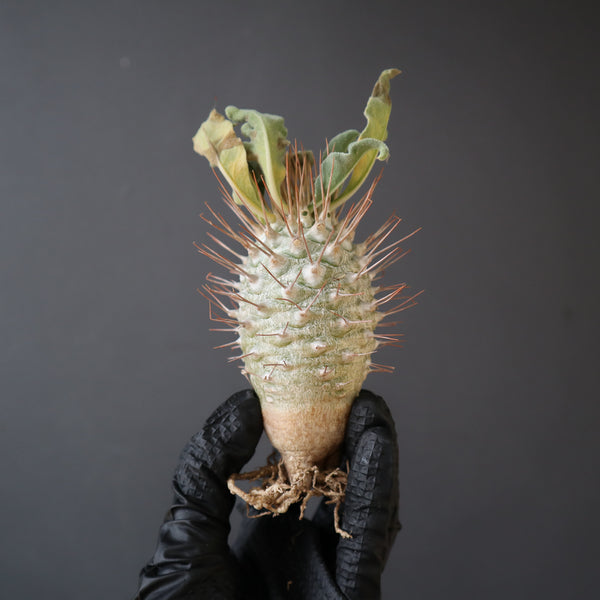 塊根植物 – TaiShoDo ONLINE SHOP